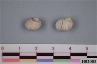 藏品(玉螺)的圖片